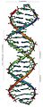 DNA-helix-1.JPG